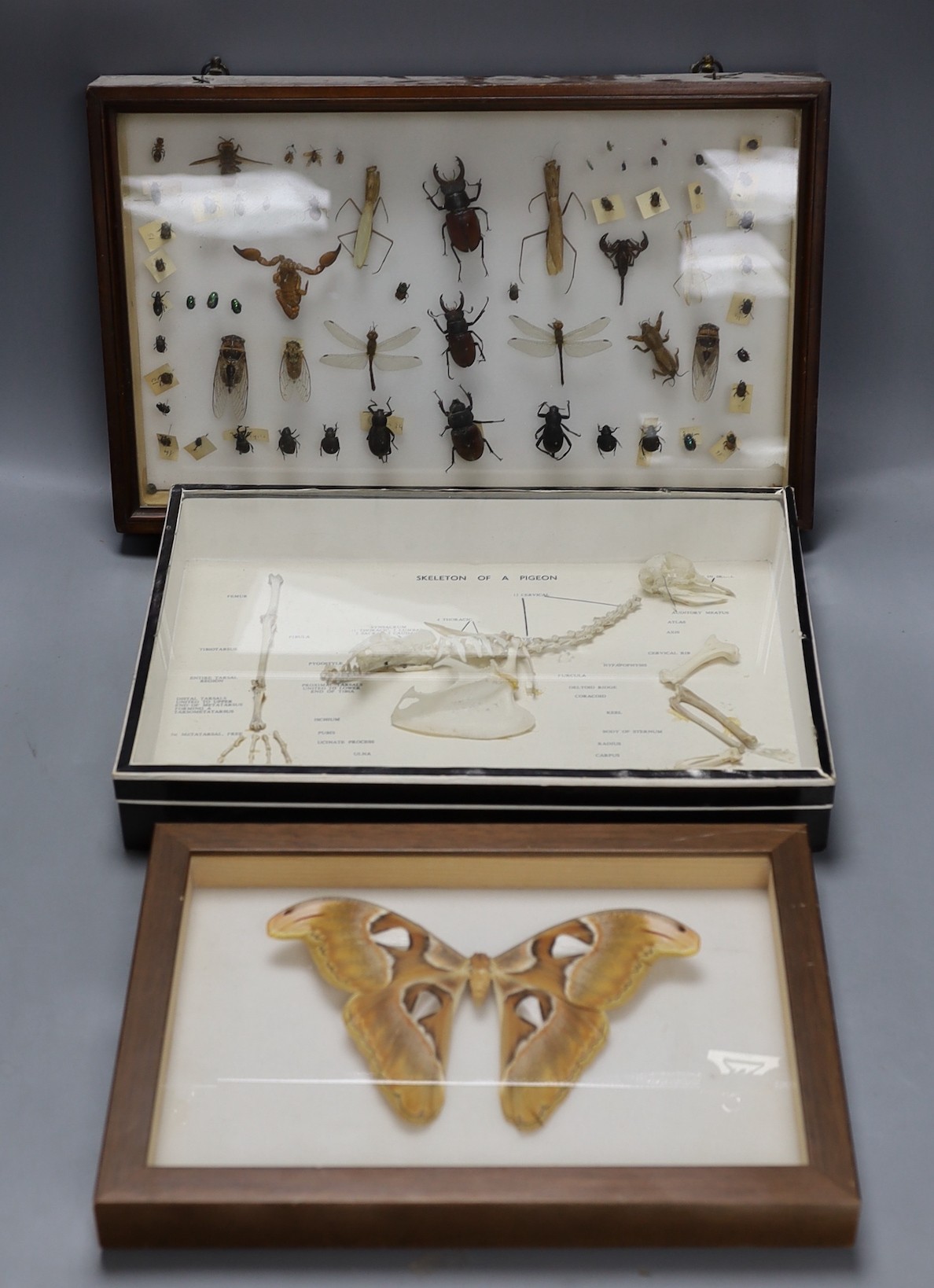 Entomology and Ornithology- beetle, scorpion, cicada, dragonfly etc. specimens in a glazed case, 41 cm wide, skeleton of a pigeon in a glazed box, 36 cm wide and an Atlas moth in a glazed case, 32 cm wide (3)